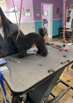 On the grooming table.