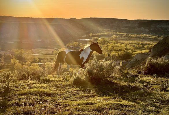 Wild horse at sunset.