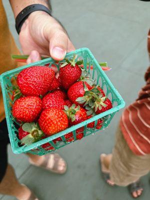 Freshly picked strawberries