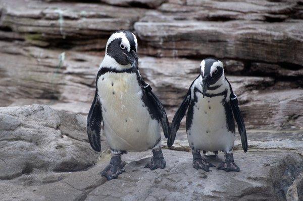 Black-Footed Penguins | Sea Cliffs