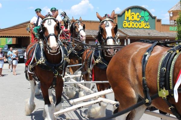 The Budweiser Clydesdales paying a visit to Macadoodles in Springfield!