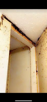 Black mold