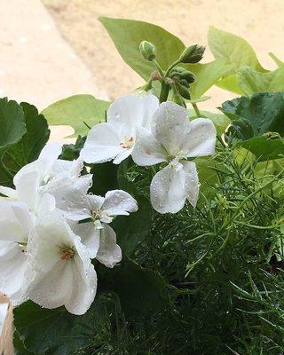 Love white flowers.