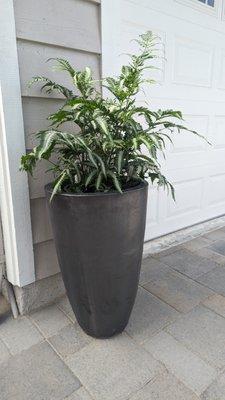 Matching pots on our front driveway