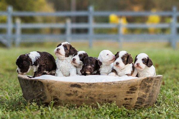 Mini Australian Labradoodles