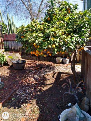 Palomares Landscaping