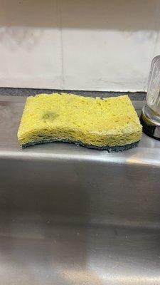 Filthy used sponge in Suite 3.