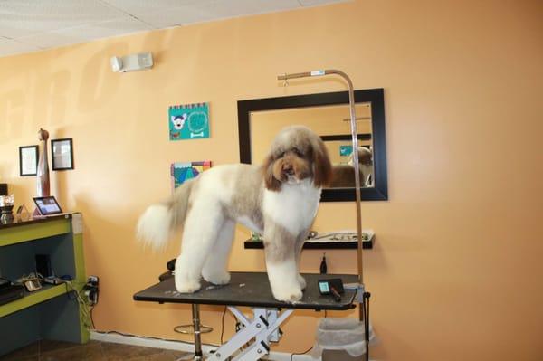 Dog City - Pompano Beach, FL  Pet Grooming Services, baths, breed cuts, nail trims, pet grooming specialists, furminator trea...