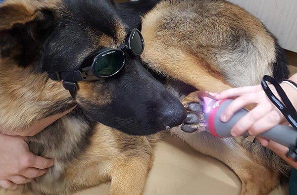 Laser therapy helps pet heal.