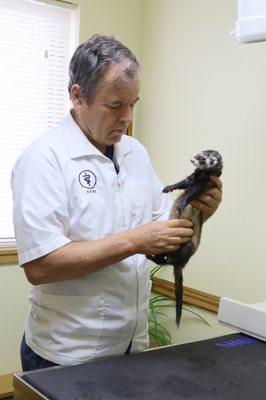 Ferret Examination