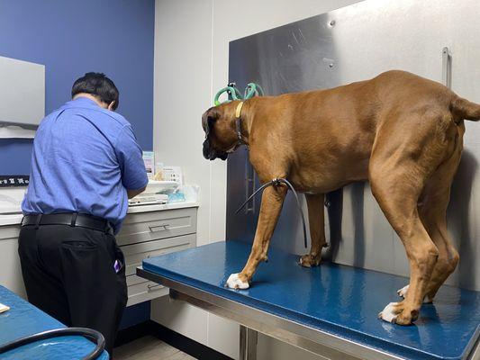 Glen Oak Dog & Cat Hospital