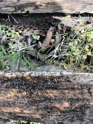 Ants under landscaping timbers.