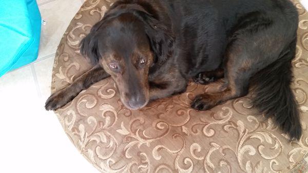 Holly relaxing on her favorite bed after a "check-up"