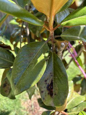 This is what is going on with my evergreen magnolia tree.  People at kraermer's told me there's absolutely nothing wrong with it.