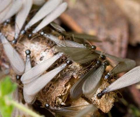 Subterranean Termite Reproductive Alate Swarmers. Winged Termites, Termite Swarmers.