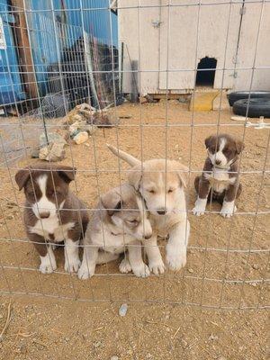 Husky×Great Pyrenees  puppies for adoption!