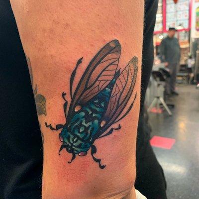 Cicada tattoo