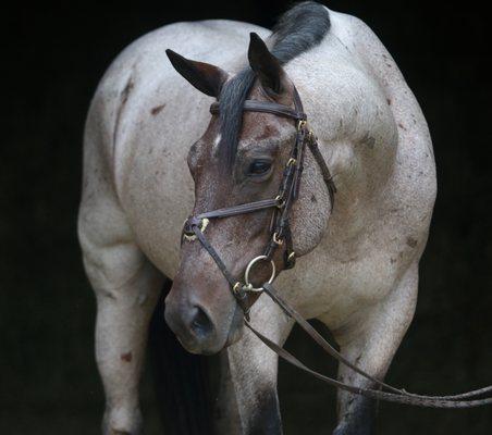 Percheron/Quarter Horse cross