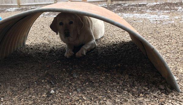 Play yard at We Dig Your Dog