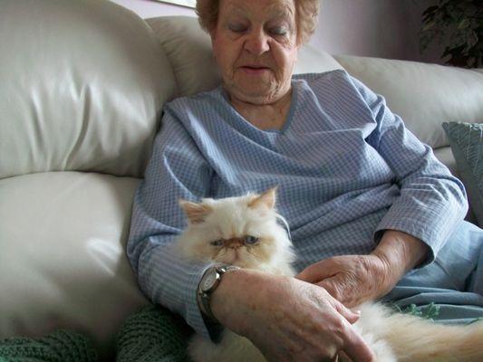 Bella is a flame point himalayan
 She is with grandma