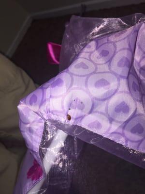 Bedbugs on kids toys!