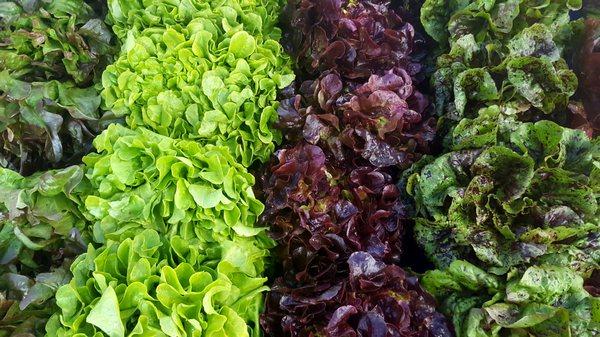 Farmers Market Lettuces