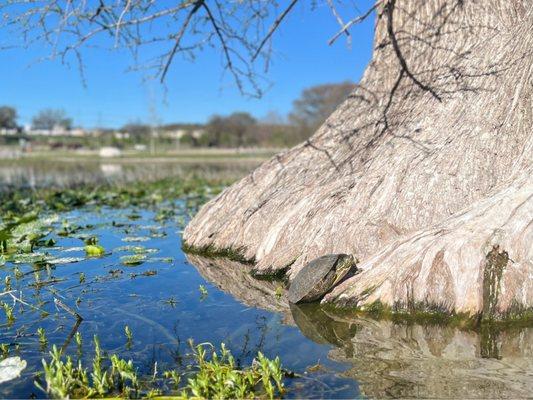 Louise Hays Park