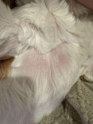 Shaved belly during grooming - not requested, not needed and not normal.