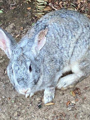 This rabbit that was dumped here has an extremely bad infection of ear mites! :(