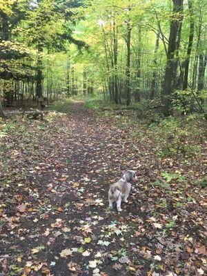 My Shih Tzu walking the trail.