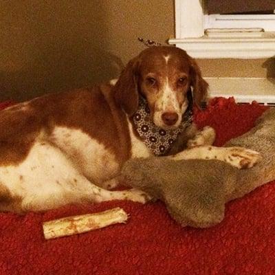 My Brittany Spaniel striking a pose after being groomed today with In-Dog-Neat-O