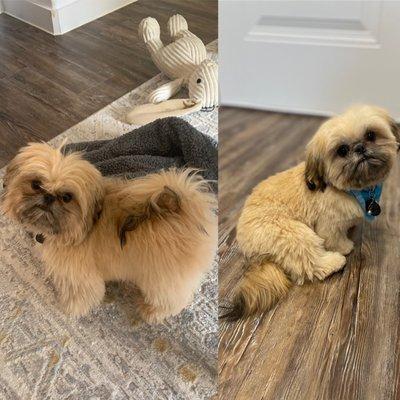 6 mo imperial shih tzu male before and after groom