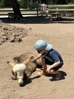 Petting donkey