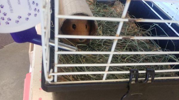 Poor little Guinea Pig is scared