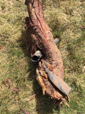 Tree roots strangled underground sprinkler hose.