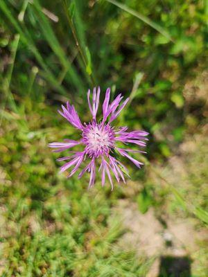 Looks like a wildflower.