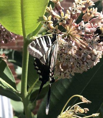 summer visitor to the garden