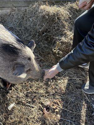 Loved Pumba!!  Sweet piggie