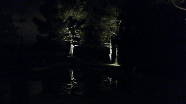 Up lit Pine trees with mirror pool reflection in foreground