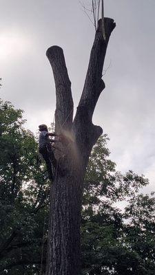 JL Tree Service Inc