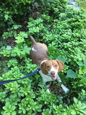 "Ranger" romping during a walking.