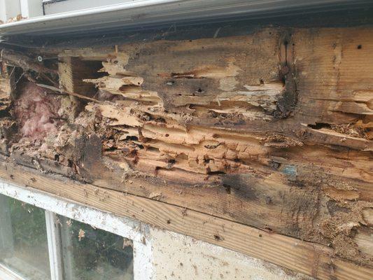 Carpenter ant damage revealed where a deck met the house during deck remodeling.