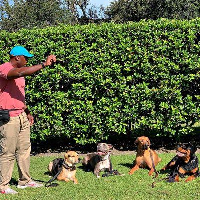 Elite Professional Dog Training