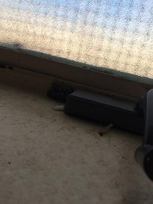 Dead bugs in window sill