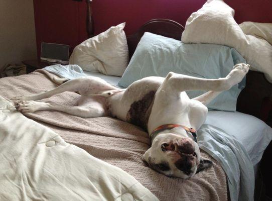 My beautiful boy doing his favorite activity... napping on the bed he was supposed to stay off of :)