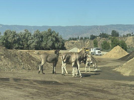 Wild donkeys roaming freely