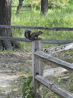 TIL the creepy shriek squirrels make when I tried to figure out what terrifying creature made the sound.