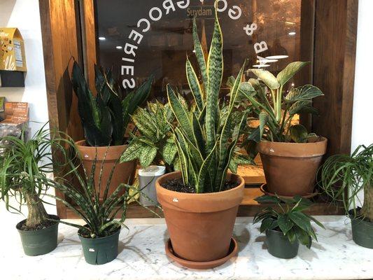 Decor and plants for sale