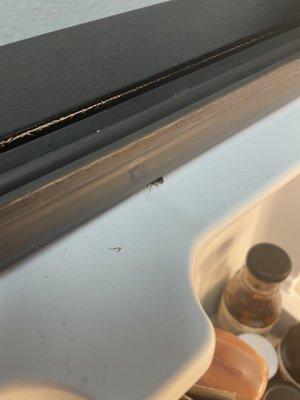 Roaches making their way into the refrigerator.