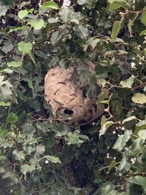 Bald faced hornet hive Shawn removed for us!